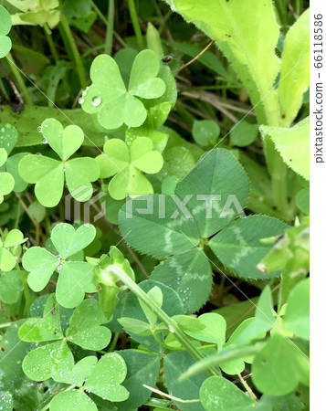 Four-leaf clover green 66118586