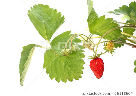 Alexandria strawberry 66118604