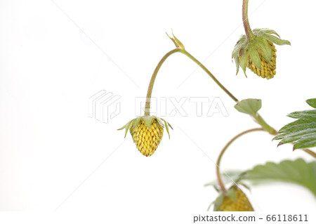 Alexandria strawberry Alexandria strawberry 66118611