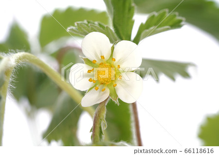 亞歷山大草莓 亞歷山大草莓 66118616