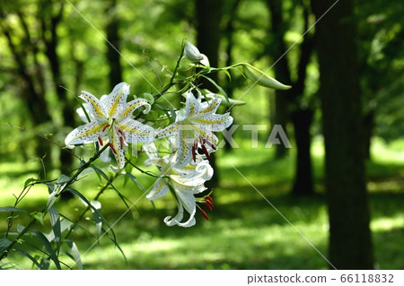 Mountain lily flowers blooming in the forest of Musashi Hills Forest Park Mountain lily flowers blooming in the forest of Musashi Hills Forest Park 66118832