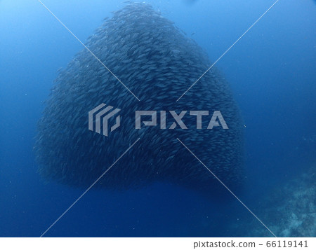 Horde of sardines 66119141