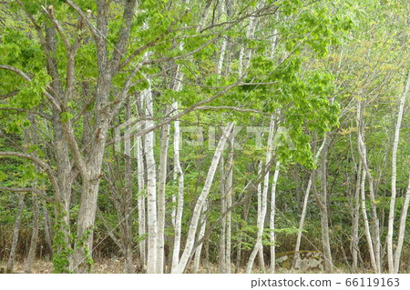 Seseragi Highway 66119163