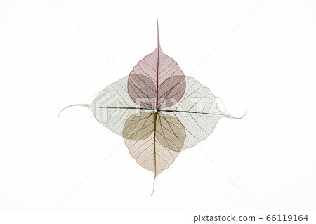 Colorful skeleton leaves flower composition 66119164