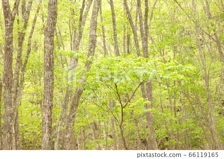 Seseragi Highway 66119165