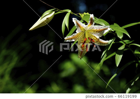 Mountain lily flowers blooming in the forest of Musashi Hills Forest Park Mountain lily flowers blooming in the forest of Musashi Hills Forest Park 66119199