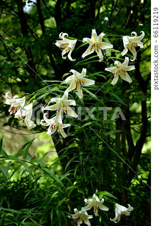 武藏山森林公園森林裡盛開的山百合花 武藏山森林公園森林裡盛開的山百合花 66119219