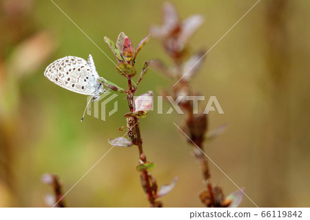 Yamato Shizimi 66119842