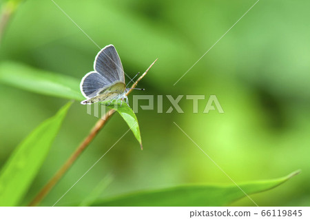 Yamato Shizimi 66119845