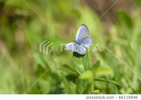 Yamato Shizimi 66119846