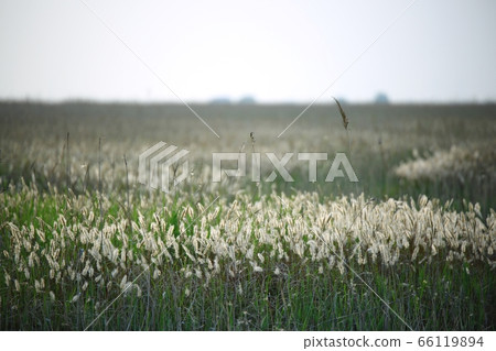 自然生態,美麗的大自然,水島 自然生態,美麗的大自然,水島 66119894