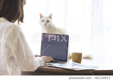 Telework young woman and cat relaxing Telework young woman and cat relaxing 66120051