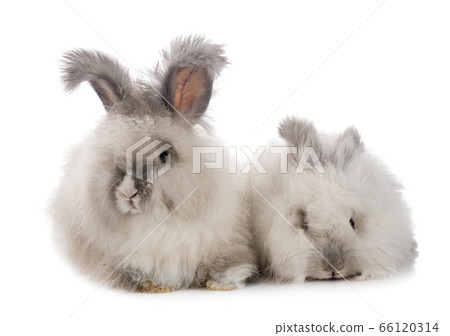 English Angora rabbits 66120314