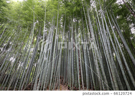 Bamboo chopsticks Bamboo chopsticks 66120724