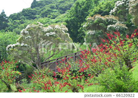珊瑚和白千層的風景 珊瑚和白千層的風景 66120922