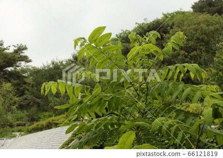 Seongbuk-gu, Jeongneung-dong, Borim Sailor, Temple 66121819