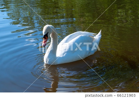 white swan swims in the lake. beautiful water bird. photo 66121903