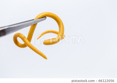 Ascariasis is a disease caused by the parasitic roundworm Ascaris lumbricoides for education in laboratories. Ascariasis is a disease caused by the parasitic roundworm Ascaris lumbricoides for education in laboratories. 66122056