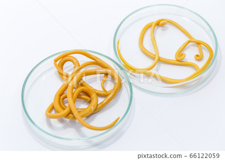 Ascariasis is a disease caused by the parasitic roundworm Ascaris lumbricoides for education in laboratories. 66122059