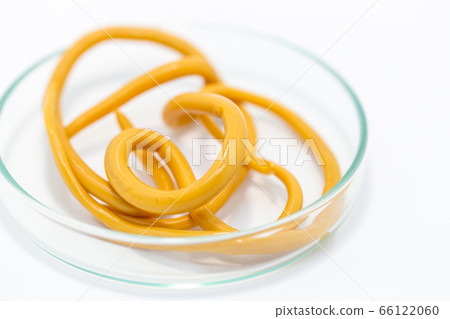 Ascariasis is a disease caused by the parasitic roundworm Ascaris lumbricoides for education in laboratories. 66122060