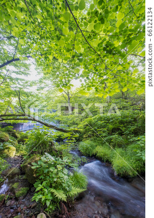 Fresh green, clear stream, and eco image that you can feel at Kitanizawa mountain stream Fresh green, clear stream, and eco image that you can feel at Kitanizawa mountain stream 66122134