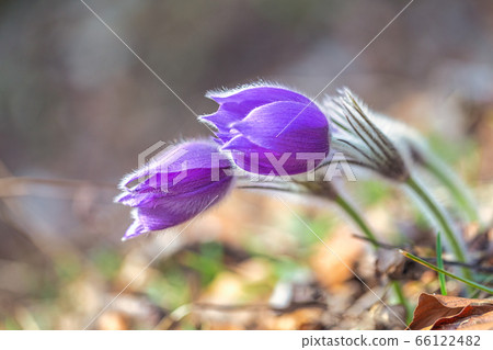 Pulsatilla grandis, the greater pasque flowers. Pulsatilla grandis, the greater pasque flowers. 66122482