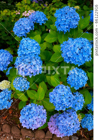 hydrangea hydrangea 66122916