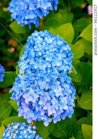  hydrangea 66122917