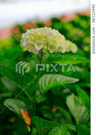hydrangea hydrangea 66122946