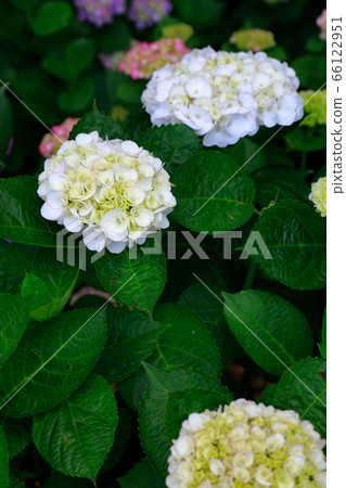  hydrangea 66122951