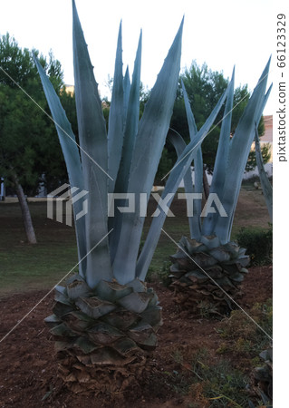 Two huge cactus growing up in Mallorca Spain, Baleares 66123329