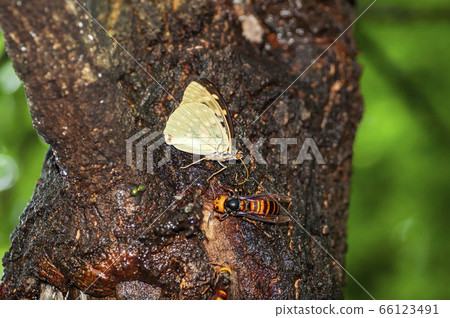 Charonda Charonda 66123491