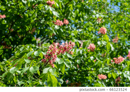 七葉樹花(五月) 七葉樹花(五月) 66123524