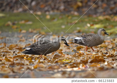 Fallen leaves and two ducklings Fallen leaves and two ducklings 66123883