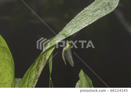 跨dikinjama的出現 跨dikinjama的出現 66124345