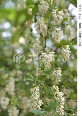 Ibotanoki Ibotanoki 66124540