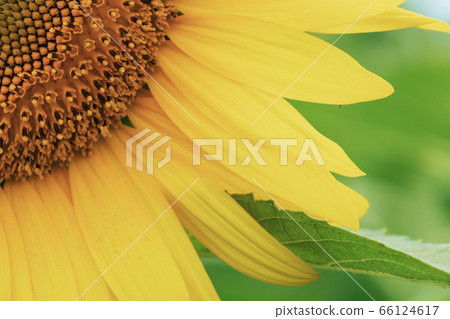 Sunflower up Sunflower up 66124617