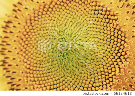 Sunflower up Sunflower up 66124618