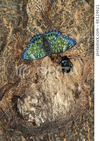 Suminagashi 66124621