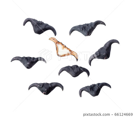 Water caltrop or horn chestnut or water chestnut 66124669