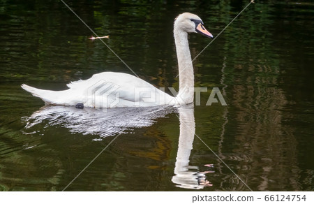 A graceful white swan swimming on a lake with dark water A graceful white swan swimming on a lake with dark water 66124754