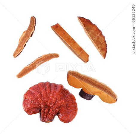 Lingzhi Mushroom Ganoderma Lucidum Isolated on Lingzhi Mushroom Ganoderma Lucidum Isolated on 66125249