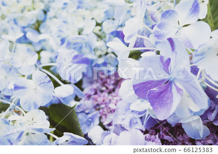 繡球花明亮特寫a-5電影色調 66125383