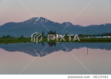 初夏，在北海道俱知安町，我們拍攝了新雪谷山脈和稻田在早晨的陽光下的景色。 66125482