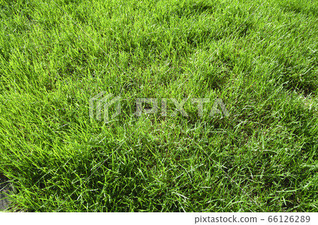 Expanded lawn (before cutting) Expanded lawn (before cutting) 66126289