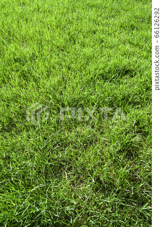 擴大的草坪(切割前) 擴大的草坪(切割前) 66126292