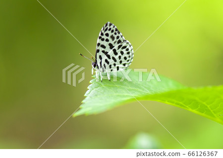 Goose Shimizu 66126367