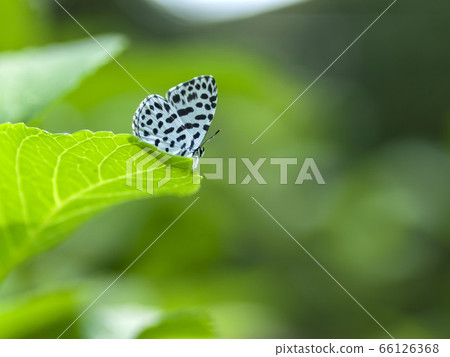 鵝清水 鵝清水 66126368