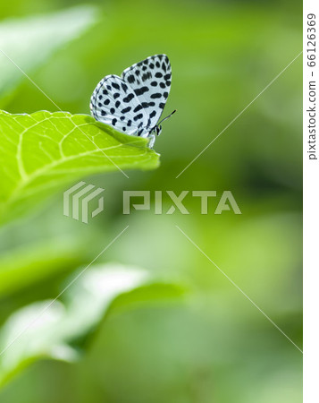 Goose Shimizu 66126369