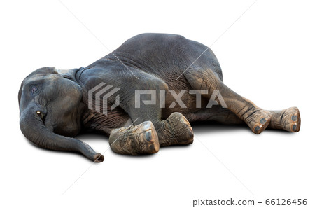 Dead elephant isolated 66126456